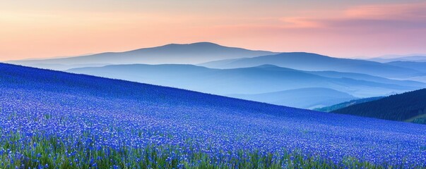 Poster - Blue wildflower idea. A serene lavender field under a soft pastel sky at dusk, showcasing nature's beauty.