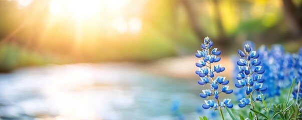 Poster - Blue wildflower idea. Beautiful blue flowers blooming beside a shimmering stream in soft sunlight.