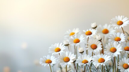 Poster - Daisy floral abstract background idea. Delicate daisies blooming in a soft, hazy atmosphere, embodying the beauty of nature.