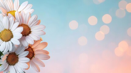 Poster - Daisy floral abstract background idea. A beautiful arrangement of daisies with a soft, dreamy background and gentle bokeh effect.