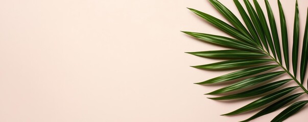 Aufkleber - Palm leaves abstract background concept. Fresh green palm leaf on a soft pastel background, perfect for nature-themed designs.