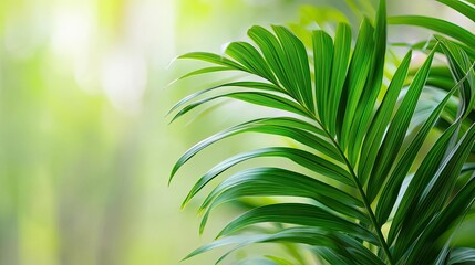 Poster - Palm leaves abstract background concept. Close-up of a vibrant green palm leaf against a serene, blurred background.