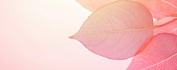 Fototapete - Rose leaves abstract background concept. Delicate pink leaves with soft lighting creating a tranquil atmosphere.