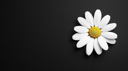 Poster - Daisy floral abstract background idea. A beautiful white daisy flower against a black background, showcasing its vibrant petals.