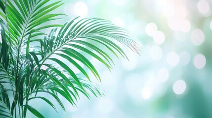 Poster - Palm leaves abstract background concept. Vibrant green palm leaf against a soft blurred background of natural light.