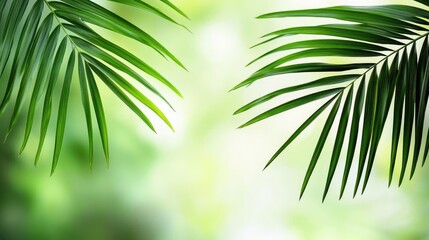 Aufkleber - Palm leaves abstract background concept. Lush green palm leaves create a vibrant, tropical atmosphere in soft focus.