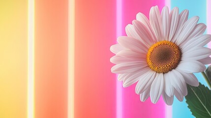 Poster - Daisy floral abstract background idea. Vibrant daisy flower against a colorful neon background, symbolizing joy and creativity.