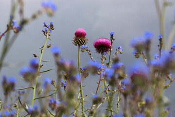 Poster - Pink thorn with blue flower.