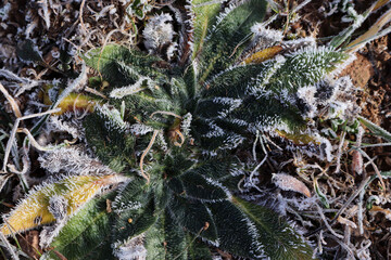 Canvas Print - Green leaves of plants covered with frozen ice crystals