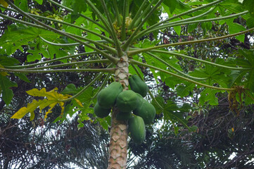 Canvas Print - close up of  fruit papaya on tree agriculture