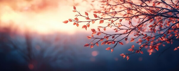 Poster - Plane tree abstract background idea. A serene view of delicate autumn leaves against a blurred sunset background.