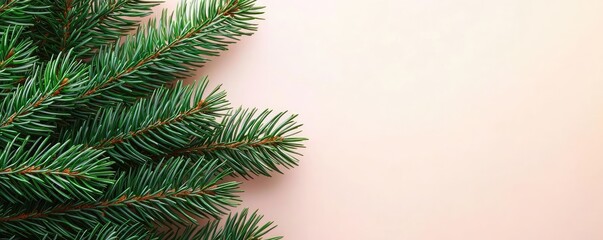 Poster - Pine tree abstract background idea. Close-up of lush green pine branches against a soft pink background.