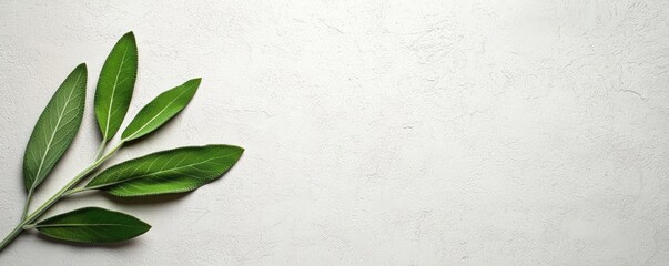 Poster - Sage leaves abstract background concept. Elegant green leaves on a textured surface, ideal for nature-inspired designs.