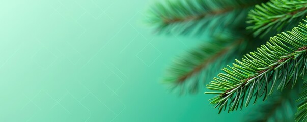 Poster - Pine tree abstract background idea. Close-up view of vibrant green pine needles against a soft green background.