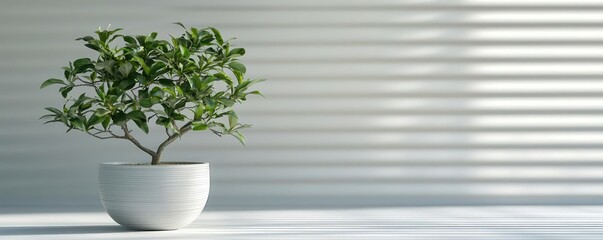 Poster - Plane tree abstract background idea. A small green plant in a white pot with light and shadow effects from blinds.
