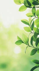 Poster - Close-up of green leaves growing on branch with blurred background