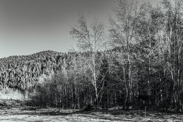  Landscapes - Forest - Europe, Romania, Suceava region  