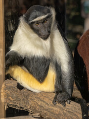 Wall Mural - Roloway Monkey, Cercopithecus roloway, sits on a trunk and observes the surroundings