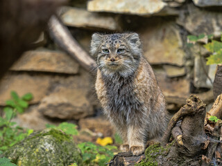 Wall Mural - A female Pallas' cat, Otocolobus manul, observes the surroundings