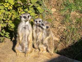 Wall Mural - A female Meerkat, Suricata suricatta, stands by a pile of dirt with two cubs.