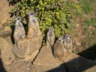 Wall Mural - A female Meerkat, Suricata suricatta, stands by a pile of dirt with two cubs.