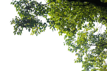green tree with leaves branches isolated on white