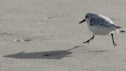 Wall Mural - Sanderling-2