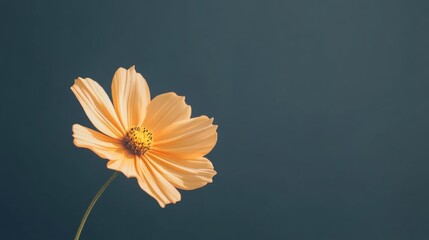 Aufkleber - A bright orange cosmos against a muted navy background, close-up shot, Minimalist style