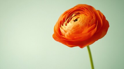 Leinwandbilder - A bright orange ranunculus against a light sage green background, close-up shot, Minimalist style