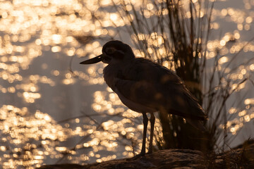 bird in the sunset