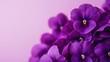 A cluster of deep purple violets on a soft lilac background, natural close-up shot, Minimalist style
