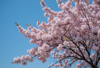 Wall Mural - cherry tree blossom