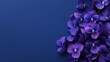 A cluster of vibrant purple violets on a cool indigo background, natural close-up shot, Minimalist style