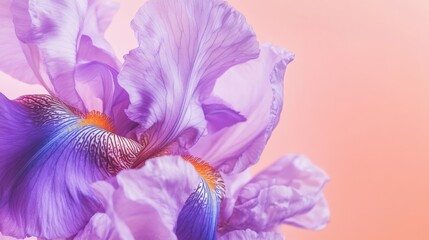 Poster - A delicate purple iris against a soft coral background, close-up shot, Minimalist style