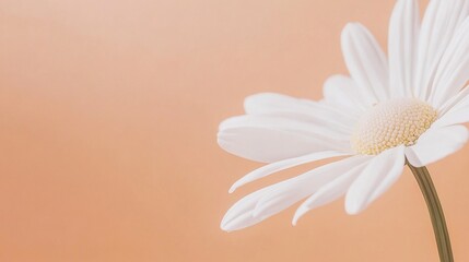 Aufkleber - A delicate white daisy against a soft peach background, close-up shot, Minimalist style
