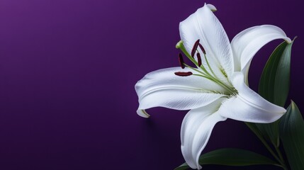 Leinwandbilder - A delicate white lily against a deep violet background, close-up shot, Minimalist style