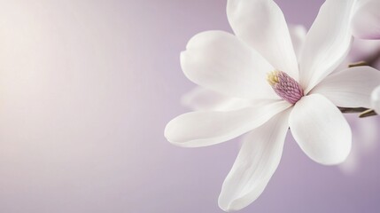 Leinwandbilder - A delicate white magnolia against a soft lavender background, close-up shot, Minimalist style