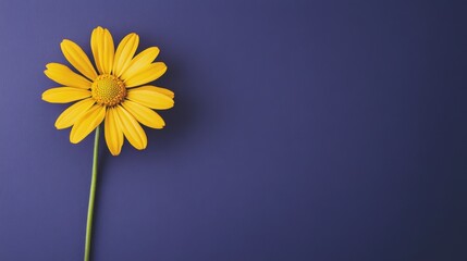 Poster - A delicate yellow daisy against a deep periwinkle background, close-up shot, Minimalist style