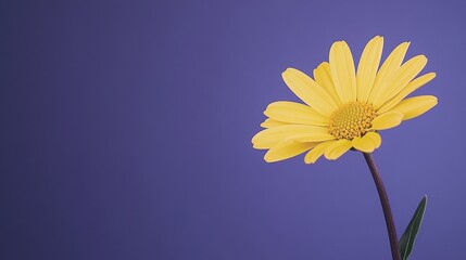 Poster - A delicate yellow daisy against a deep periwinkle background, close-up shot, Minimalist style