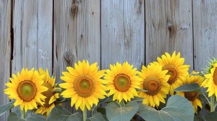 Poster - A dynamic composition of vibrant yellow sunflowers against a rustic wooden barn backdrop, angled shot, Rural style