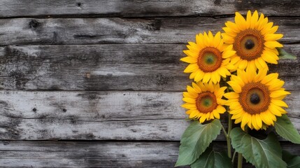 Poster - A dynamic composition of vibrant yellow sunflowers against a rustic wooden barn backdrop, angled shot, Rural style