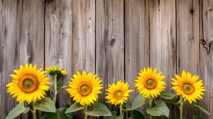 Poster - A dynamic composition of vibrant yellow sunflowers against a rustic wooden barn backdrop, angled shot, Rural style