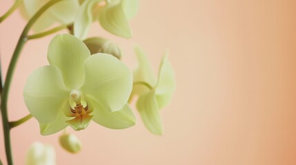 Aufkleber - A fresh green orchid against a soft peach background, close-up shot, Minimalist style