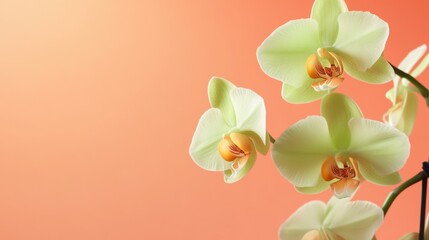 Aufkleber - A fresh green orchid against a soft peach background, close-up shot, Minimalist style