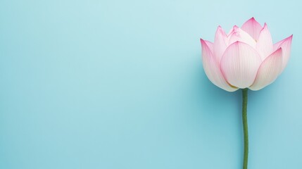 Poster - A fresh pink lotus on a serene blue backdrop, close-up shot, Minimalist style