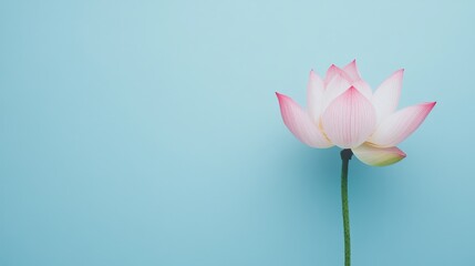 Poster - A fresh pink lotus on a serene blue backdrop, close-up shot, Minimalist style