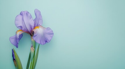 Poster - A fresh purple iris on a serene mint green backdrop, close-up shot, Minimalist style