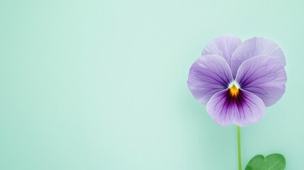 Poster - A fresh purple pansy on a serene mint green backdrop, close-up shot, Minimalist style