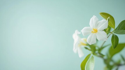 Aufkleber - A fresh white jasmine on a serene green backdrop, close-up shot, Minimalist style