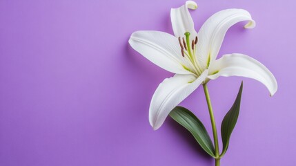 Aufkleber - A fresh white lily on a serene purple backdrop, close-up shot, Minimalist style